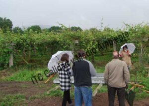 ITC Calidad y Medio Ambiente en fitofortificantes.net: el saber hacer de la experiencia. Acercando la ciencia a los maestros del campo.