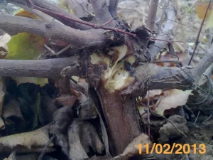 Tratamientos especiales: Trabajos en viveros con portainjertos (plantas madre) infectados por EMV: se puede observar necrosis sectoriales de color oscuro y consistencia dura que superan el eje, es decir, tejido muerto no funcional, formación de membranas a nivel del xilema.