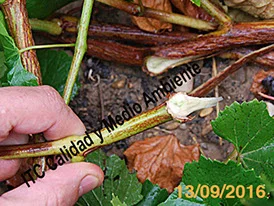 Aplicación de nuestra metodología en viveros con portainjertos (plantas madre) infectados por EMV: portainjertos libres tanto de necrosis, como de cualquier otro indicio de presencia de estas enfermedades de la madera. Implica obtención de material vegetal de calidad extra que, gracias a la alta capacidad para el movimiento de savia permite conseguir calibres homogéneos.