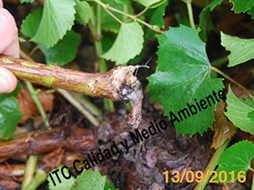 Trabajos en viveros con portainjertos (plantas madre) infectados por EMV: el desarrollo de las enfermedades de la madera implica presencia de membranas en xilema, tejido muerto, exudados gomosos, necrosis sectoriales de color oscuro.