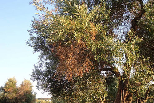 Metodología en el tratamiento contra Xylella fastidiosa. Presencia de Xylella fastidiosa en olivo (Olea europaea).