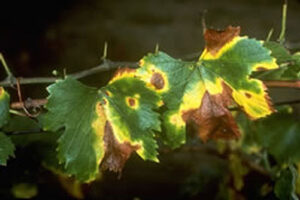 Metodología en el tratamiento contra Xylella fastidiosa. Presencia de Xylella fastidiosa en vid (Vitis vinifera).