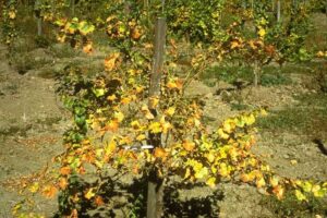 Metodología en el tratamiento contra Xylella fastidiosa. Presencia de Xylella fastidiosa en vid (Vitis vinifera).