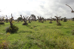 Metodología en el tratamiento contra Xylella fastidiosa. Presencia de Xylella fastidiosa en olivo (Olea europaea).