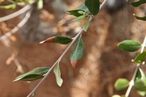 Metodología en el tratamiento contra Xylella fastidiosa. Presencia de Xylella fastidiosa en olivo (Olea europaea).