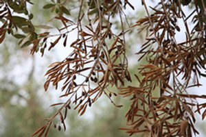 Metodología en el tratamiento contra Xylella fastidiosa. Presencia de Xylella fastidiosa en olivo (Olea europaea).