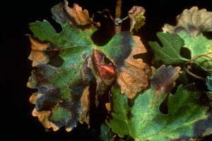 Metodología en el tratamiento contra Xylella fastidiosa. Presencia de Xylella fastidiosa en vid (Vitis vinifera).