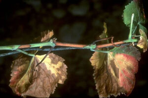 Metodología en el tratamiento contra Xylella fastidiosa. Presencia de Xylella fastidiosa en vid (Vitis vinifera).