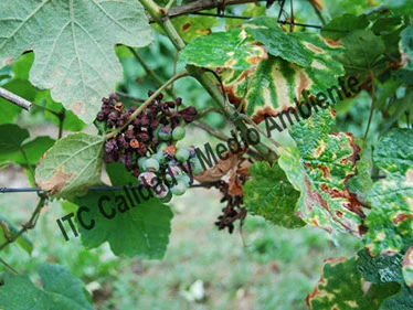 Uso de 2 Tratamientos eficaces contra la Yesca 49 Metodología en el tratamiento contra Enfermedades de la Madera de la Vid (EMV): daños observados en parcelas de vid (Vitis vinifera) variedad Ondarrabi zuri afectadas por yesca rápida.