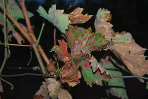 Metodología en el tratamiento contra Enfermedades de la Madera de la Vid (EMV): Síntomas de yesca rápida. Presencia de hojas atigradas en variedades tintas (Tempranillo).