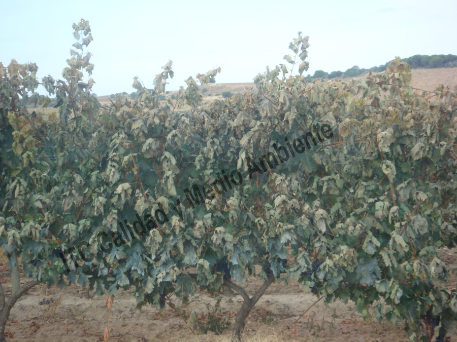 Tratamientos del daño provocado por el hielo 6 Daño provocado por hielo de otoño: Pérdida de la masa foliar superior. La imagen procede de una parcela en la D.O. Ribera de Duero, variedad Tempranillo, patrón Richter-110 en espaldera.
