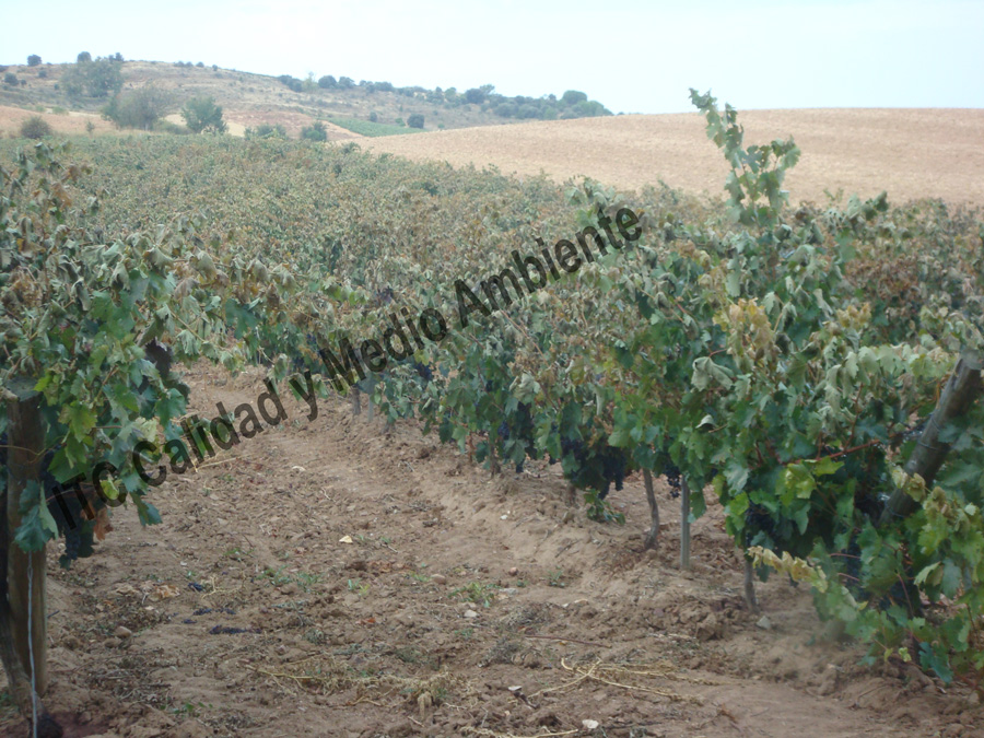 Tratamientos del daño provocado por el hielo 5 Daño provocado por hielo de otoño: Pérdida de la masa foliar superior. La imagen procede de una parcela en la D.O. Ribera de Duero, variedad Tempranillo, patrón Richter-110 en espaldera.