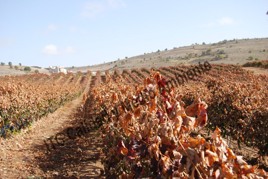 Tratamientos del daño provocado por el hielo 7 Daño provocado por hielo de otoño: Pérdida semi-total de la masa foliar del cultivo. La imagen procede de una parcela en la D.O. Ribera de Duero, variedad Tempranillo, patrón Richter-110 en espaldera.