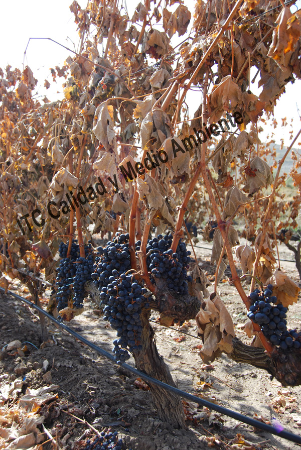 Tratamientos del daño provocado por el hielo 8 Daño provocado por hielo de otoño: Pérdida total de la masa foliar del cultivo e inicio de desecación del racimo. La imagen procede de una parcela en la D.O. Ribera de Duero, variedad Tempranillo, patrón Richter-110 en espaldera.