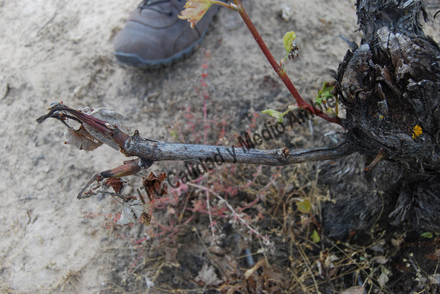Tratamientos del daño provocado por el hielo 3 Daño provocado por hielo de primavera: Pérdida completa de brotes y reventado del pulgar. La imagen procede de una parcela de viñedo viejo en la D.O. Ribera de Duero, variedad Tinta del País en vaso.