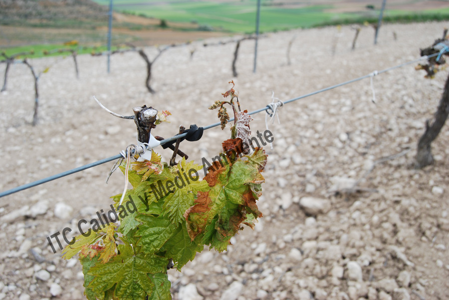 Tratamientos del daño provocado por el hielo 10 Daño provocado por hielo de primavera: Pérdida parcial de brotes. La imagen procede de una parcela en la D.O. Ribera de Duero, variedad Tempranillo en espaldera.