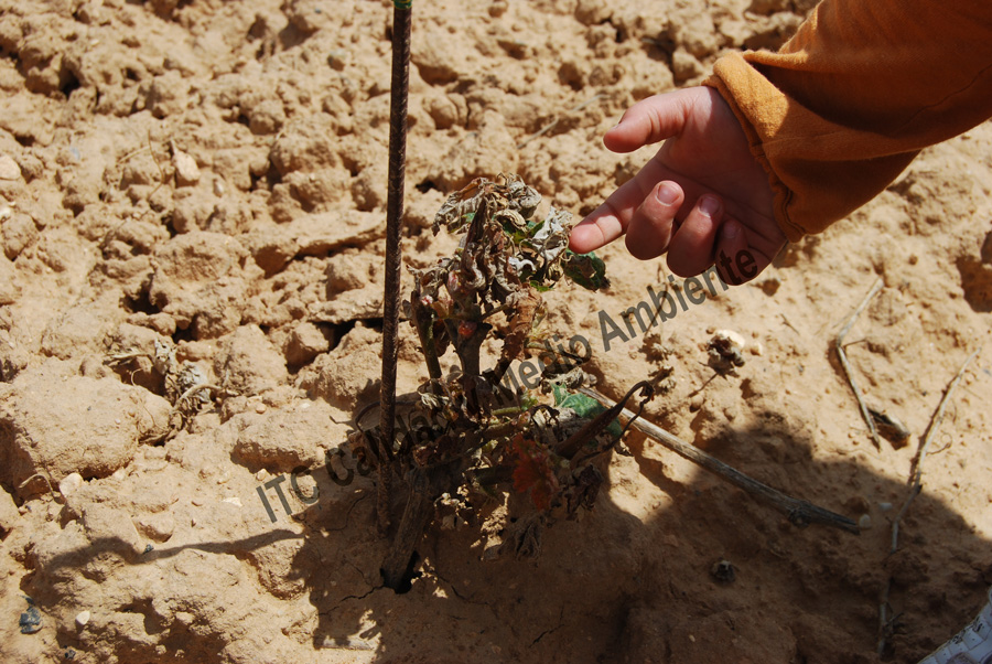 Tratamientos del daño provocado por el hielo 2 Daño provocado por hielo de primavera: Pérdida completa de brotes. La imagen procede de una parcela en la D.O. Ribera de Duero, variedad Tempranillo en vaso.