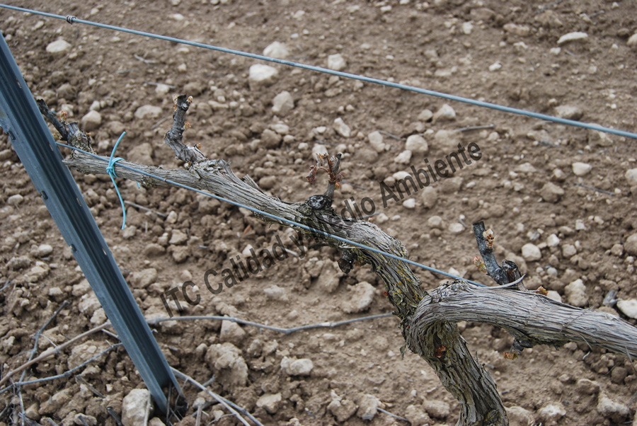 Tratamientos del daño provocado por el hielo 4 Daño provocado por hielo de primavera: Pérdida completa de brotes. La imagen procede de una parcela en la D.O. Ribera de Duero, variedad Tempranillo en espaldera.