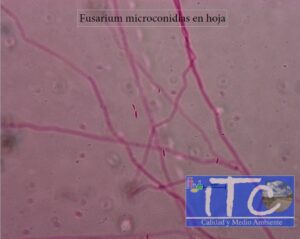 Resultado de estudio de microscopía de tinción. Presencia de Fusarium en hojas