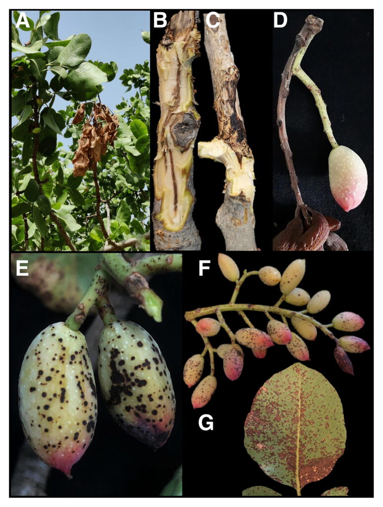 Síntomas de Botryosphaeriaceae. A, Muerte regresiva del brote. B y C, Decoloración interna de la madera (cancro del tallo). D, Infección del raquis. La infección comienza en el raquis y se extiende a la fruta. E y F, Lesión del fruto (mancha) en el epicarpio. G, Lesiones foliares. (basado en Gusella et al. (2022))