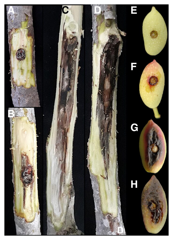 Incremento de producción del pistacho 6 Pruebas de patogenicidad en campo. A y E, Control. B y F, Botryosphaeria dothidea. C y G, Neofusicoccum hellenicum. D y H, N. mediterraneum (basado en Gusella et al. (2022))
