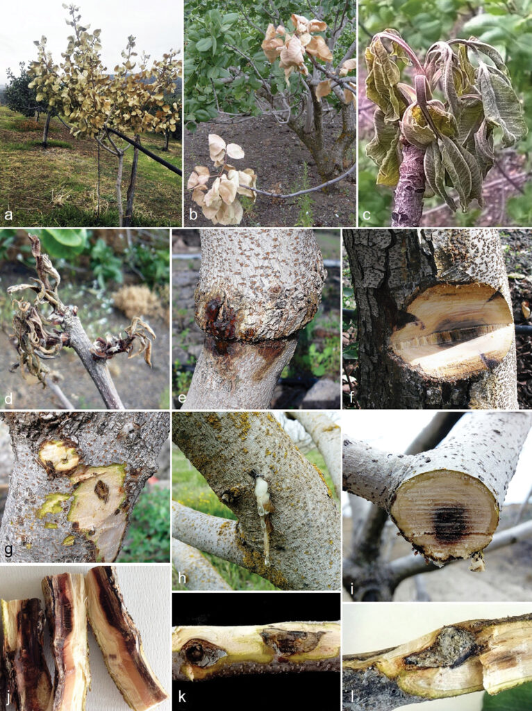 Incremento de producción del pistacho 3 Síntomas de daño vascular provocado por Liberomyces pistaciae en plantas de Pistacho (basado en Vitale et al. (2018))