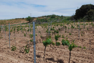 Estudio económico de las Enfermedades de la madera. Pérdida de un % considerable de plantas. La propiedad intenta que las vivas suplan la pérdida de producción de las plantas muertas.