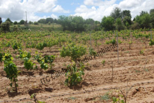Estudio económico de las Enfermedades de la madera. Pérdida de un % considerable de plantas. La propiedad intenta que las vivas suplan la pérdida de producción de las plantas muertas.
