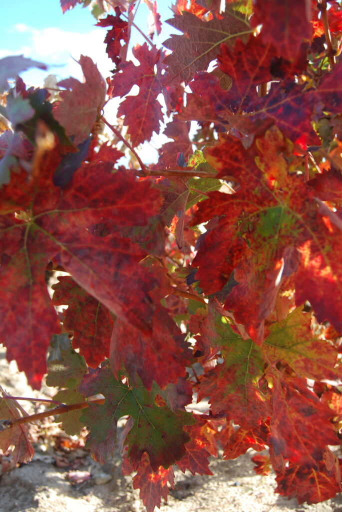 Calidad del Vino: Tratamientos en el Viñedo para potenciar sus características 8 Enverado de hojas indicativo de una evolución madurativa y calidad de cosecha excelentes. Imagen procedente de parcela de vid, variedad Tinta de Toro, en D.O. Ribera del Duero, estructura en vaso y edad 68 años.