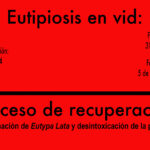 Eutipiosis: Evolución proceso curación