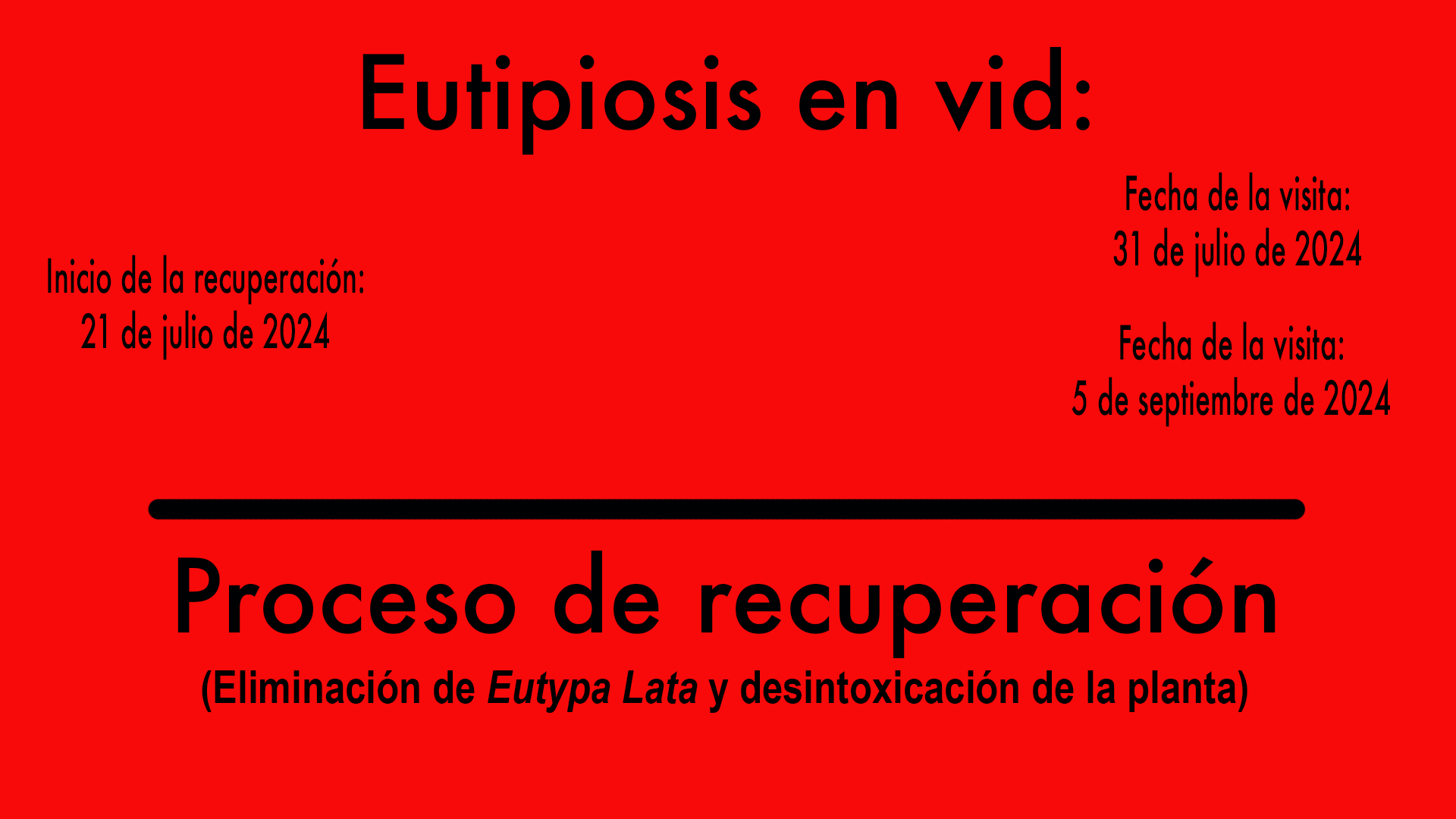 Curación de la eutipiosis de la vid