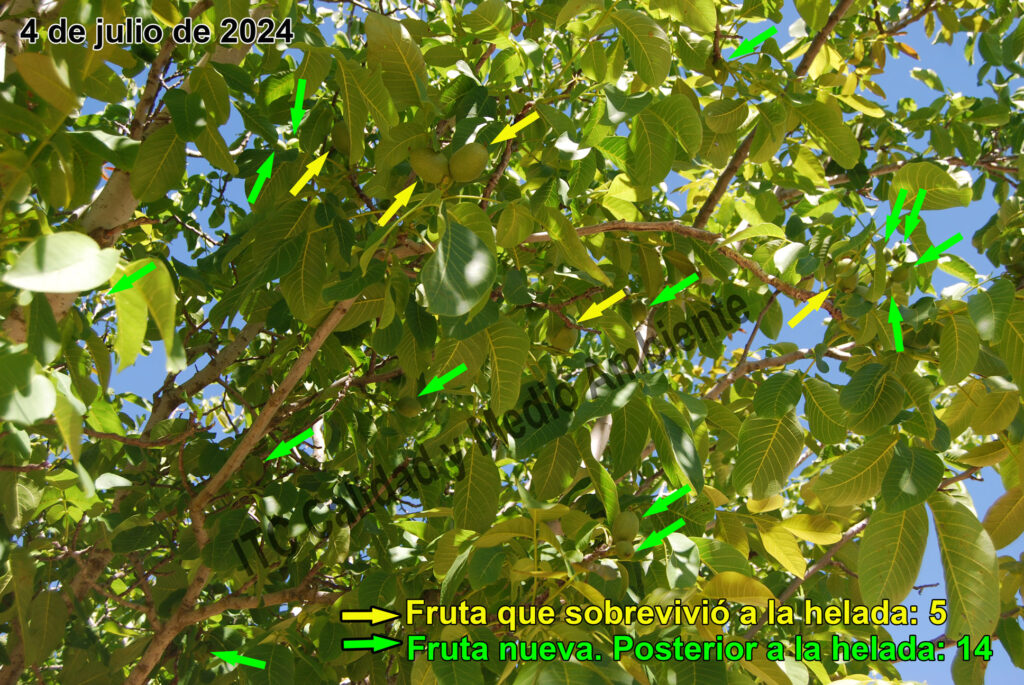 Tratamientos del daño provocado por el hielo 17 ncremento de producción a través de la recuperación del daño que provoca el hielo de primavera mediante la aplicación de metodologías dirigidas a la mejora fisiológica del cultivo. Estos métodos de trabajo son útiles en cultivos altamente sensibles al hielo. Cultivo nogal.