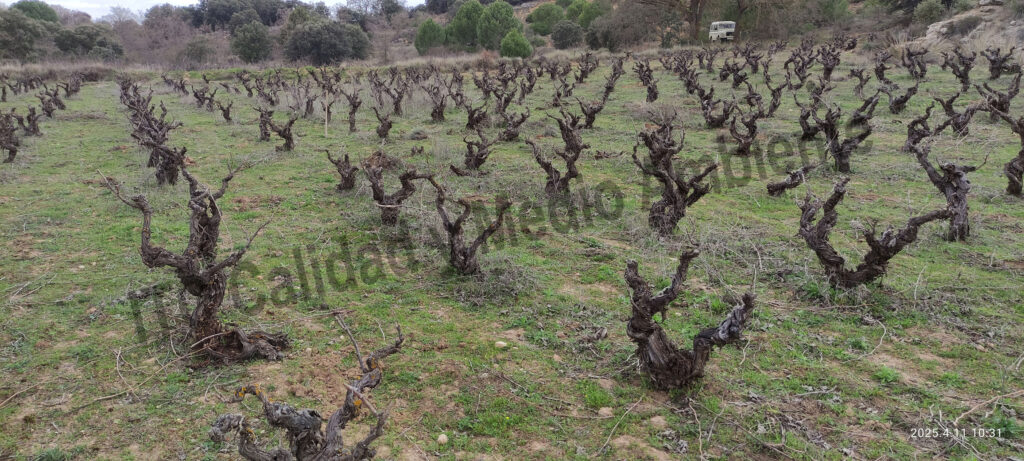 Regeneración de suelos: la intervención esencial 3 Regeneración de suelos en parcela de vid para vinificación. Formación natural de la cubierta vegetal.