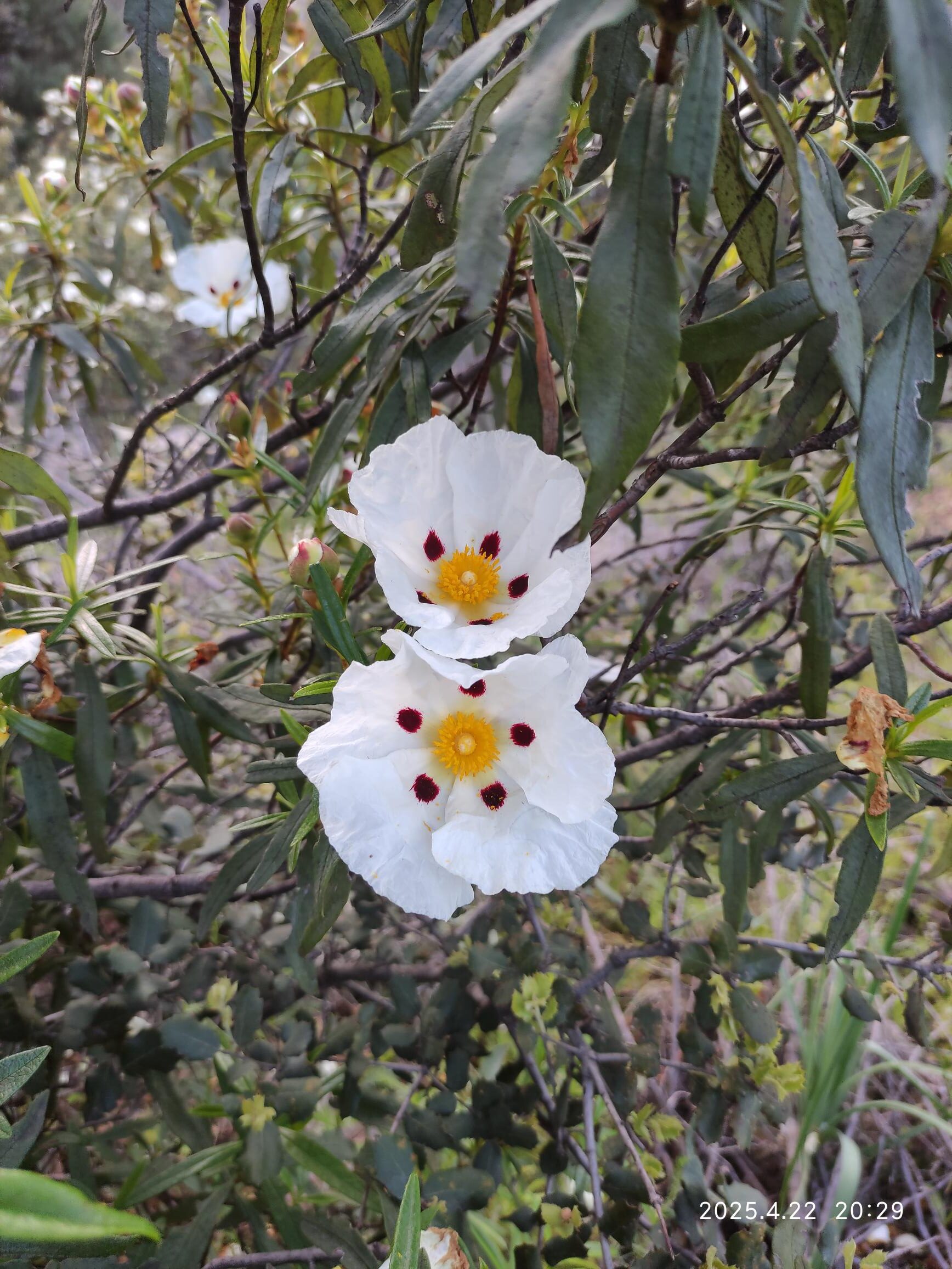 Uso de 2 tratamientos contra la Seca de la encina y el Tizón del castaño 33 Cistus ladanifer (Jara pringosa) actúa como reservorio de Phytophthora cinnamomi y por tanto su presencia puede incrementar la presencia de la Seca de la encina.