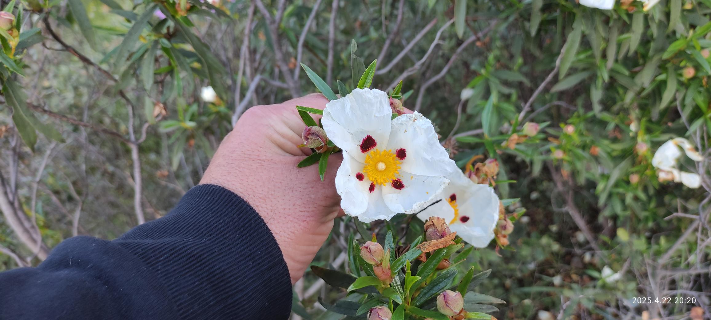 Uso de 2 tratamientos contra la Seca de la encina y el Tizón del castaño 35 Cistus ladanifer (Jara pringosa) actúa como reservorio de Phytophthora cinnamomi y por tanto su presencia puede incrementar la presencia de la Seca de la encina.