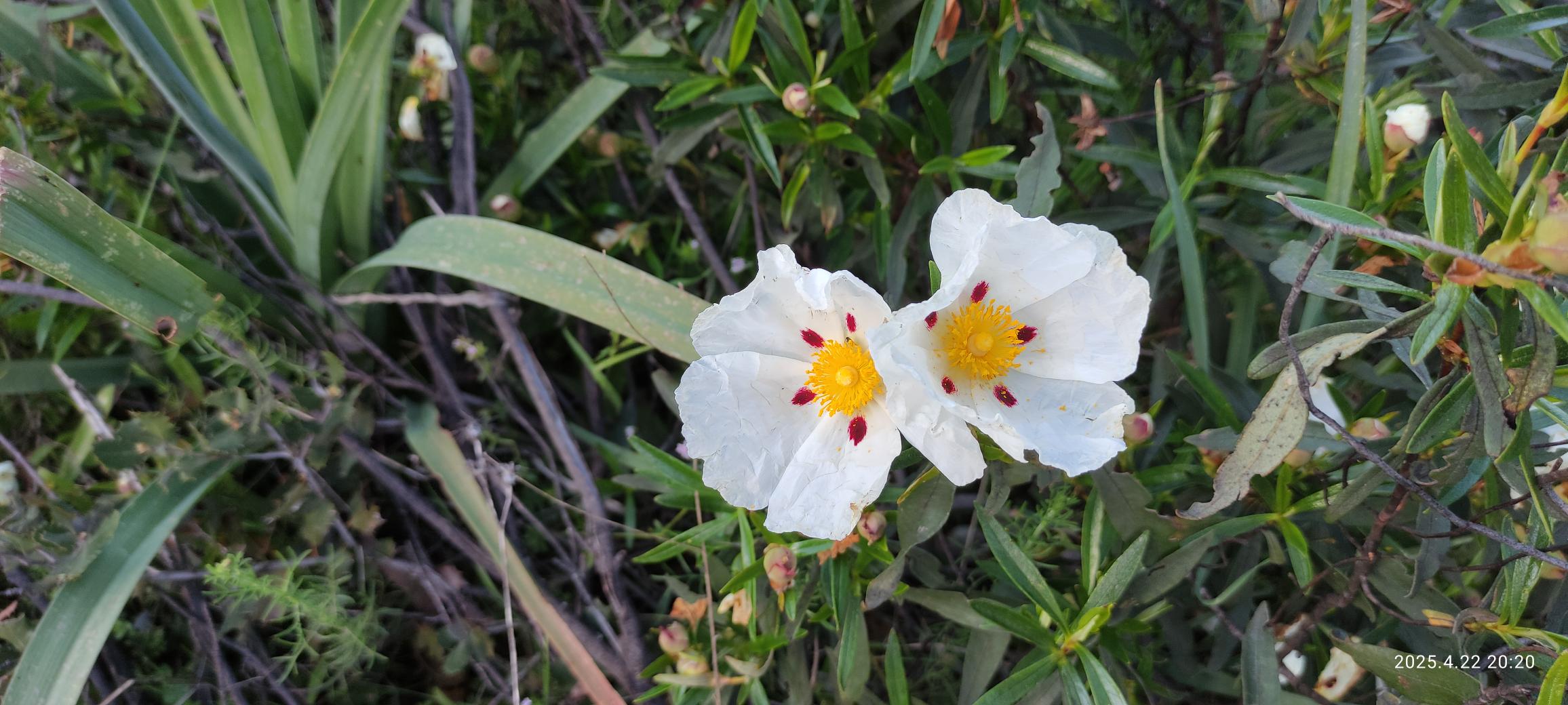 Uso de 2 tratamientos contra la Seca de la encina y el Tizón del castaño 34 Cistus ladanifer (Jara pringosa) actúa como reservorio de Phytophthora cinnamomi y por tanto su presencia puede incrementar la presencia de la Seca de la encina.