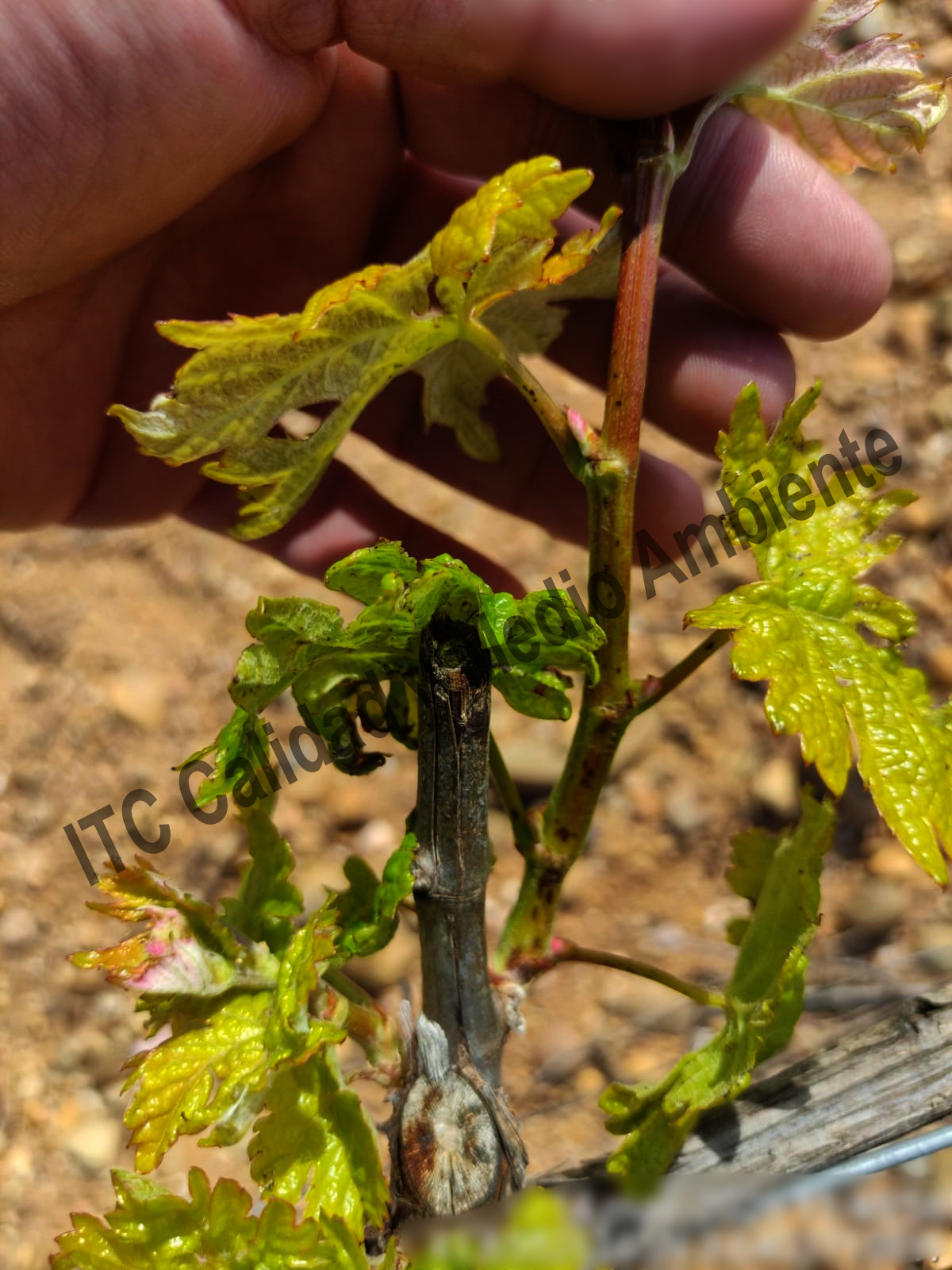 Enfermedades de la Madera de la Vid (EMV): Presencia de punteaduras, necrosis y desecado en los brotes, peciolos y nervios foliares provocados por excoriosis en plantas de vid.