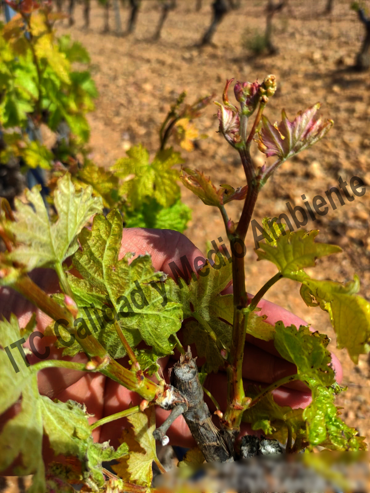 Enfermedades de la Madera de la Vid (EMV): Presencia de punteaduras, necrosis y desecado en los brotes, peciolos y nervios foliares provocados por excoriosis en plantas de vid.