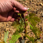 Enfermedades de la Madera de la Vid (EMV): Presencia de punteaduras, necrosis y desecado en los brotes, peciolos y nervios foliares provocados por excoriosis en plantas de vid.