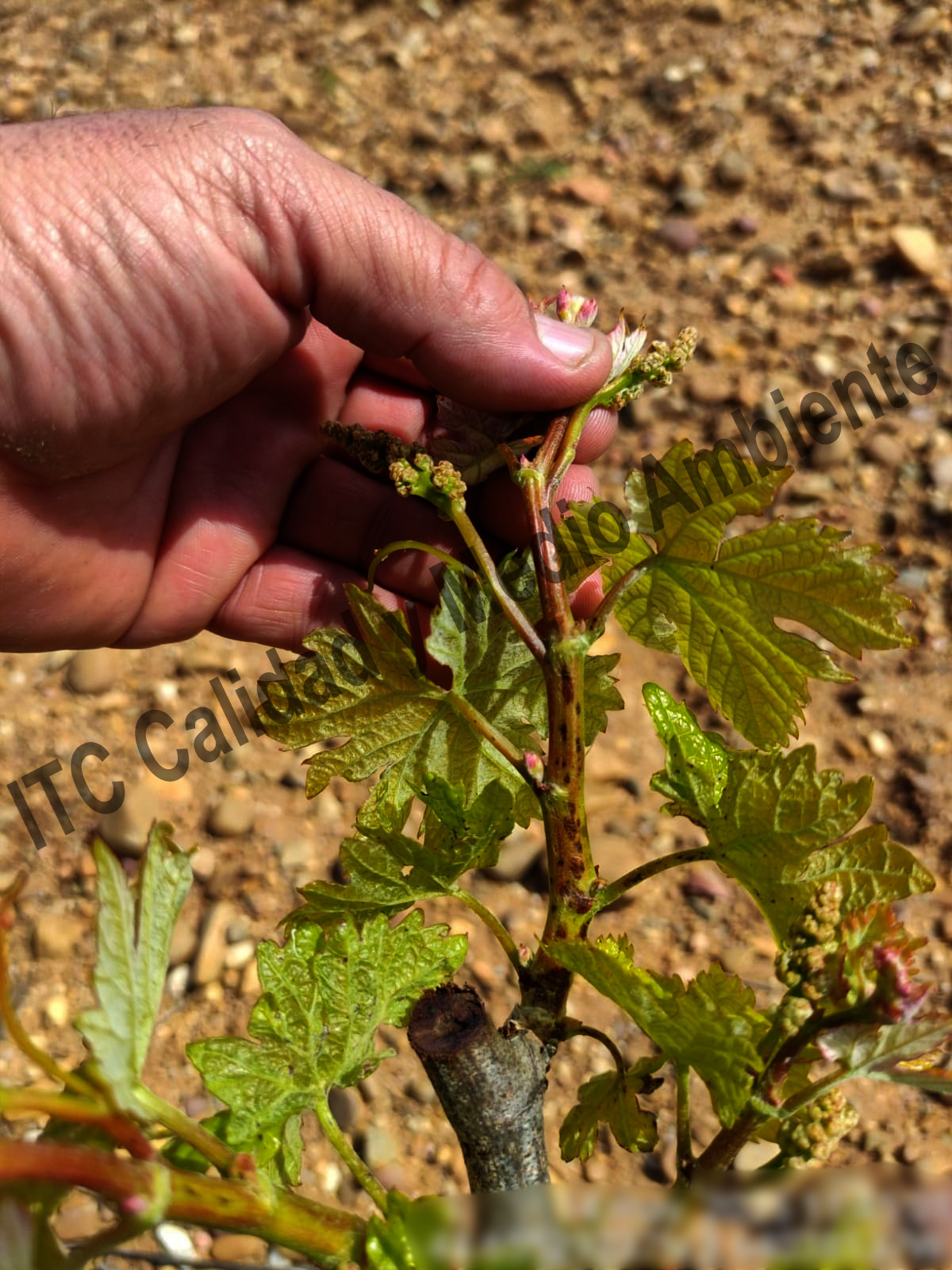 Enfermedades de la Madera de la Vid (EMV): Presencia de punteaduras, necrosis y desecado en los brotes, peciolos y nervios foliares provocados por excoriosis en plantas de vid.