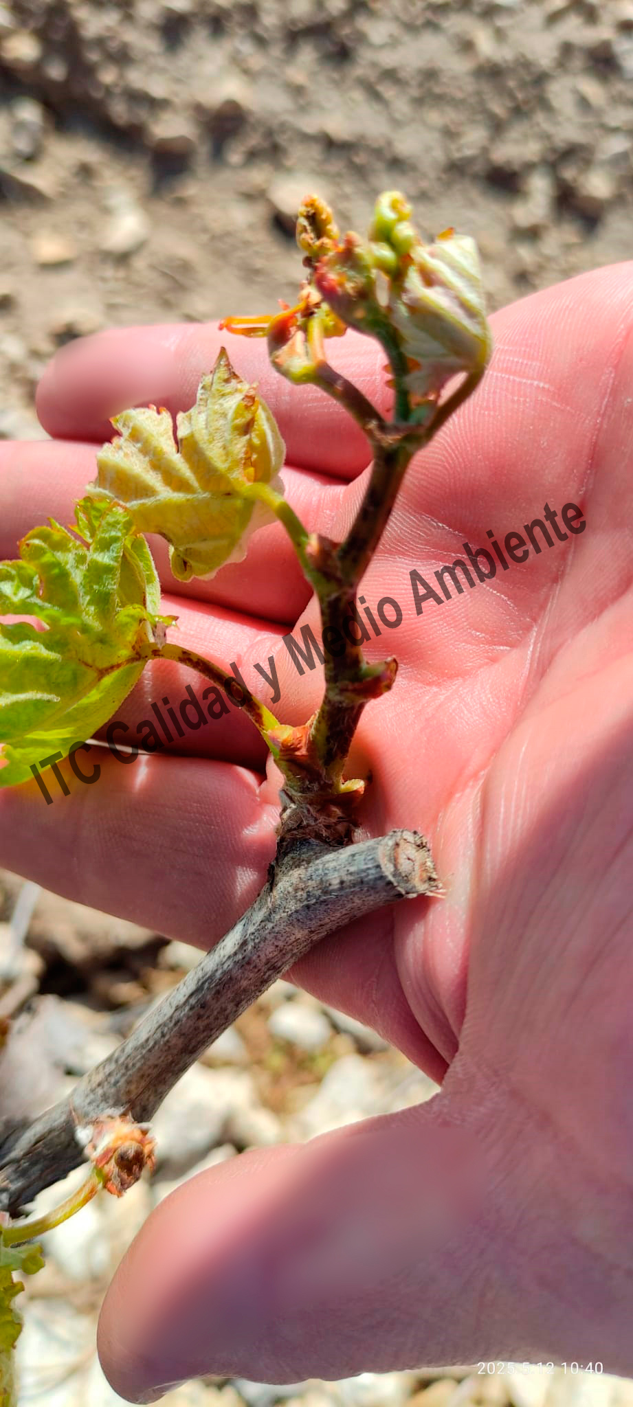 Enfermedades de la Madera de la Vid (EMV): Presencia de punteaduras, necrosis y desecado en los brotes, peciolos y nervios foliares provocados por excoriosis en plantas de vid.