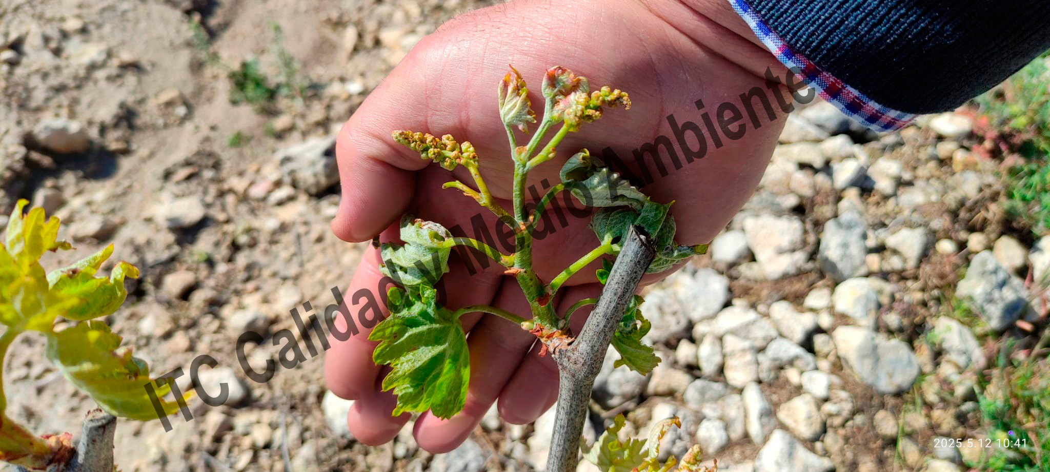 Enfermedades de la Madera de la Vid (EMV): Presencia de punteaduras, necrosis y desecado en los brotes, peciolos y nervios foliares provocados por excoriosis en plantas de vid.