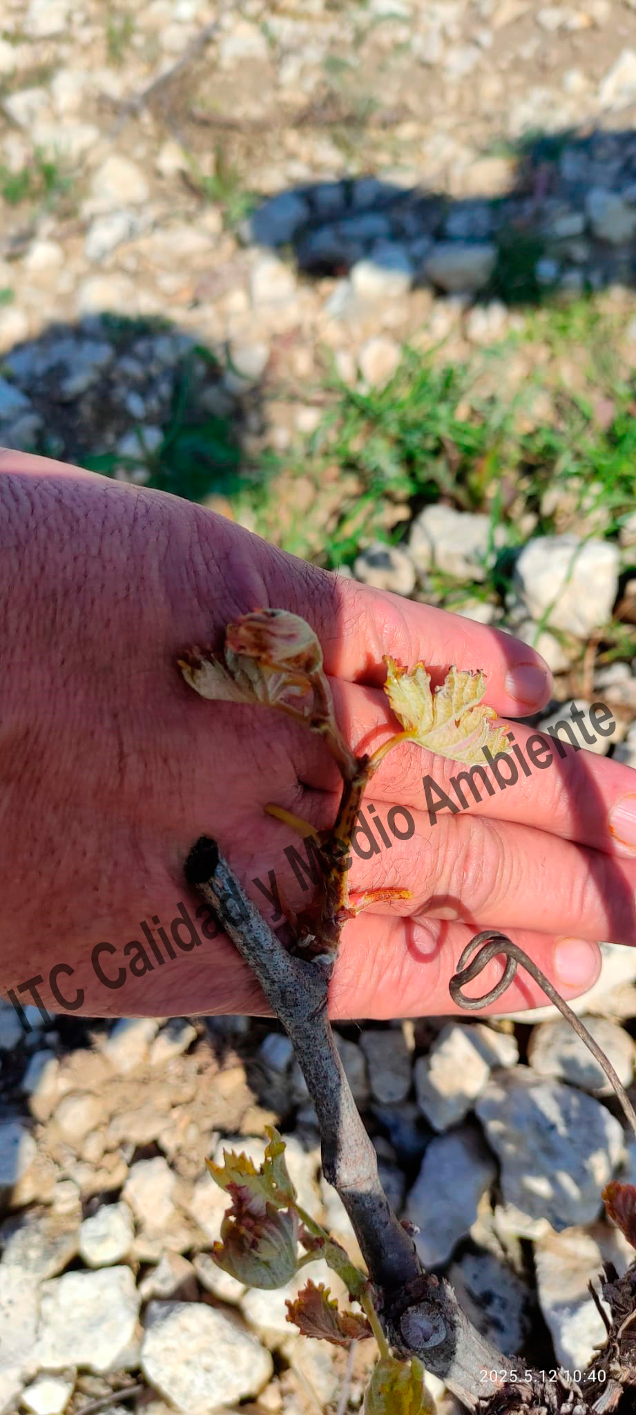 Enfermedades de la Madera de la Vid (EMV): Presencia de punteaduras, necrosis y desecado en los brotes, peciolos y nervios foliares provocados por excoriosis en plantas de vid.