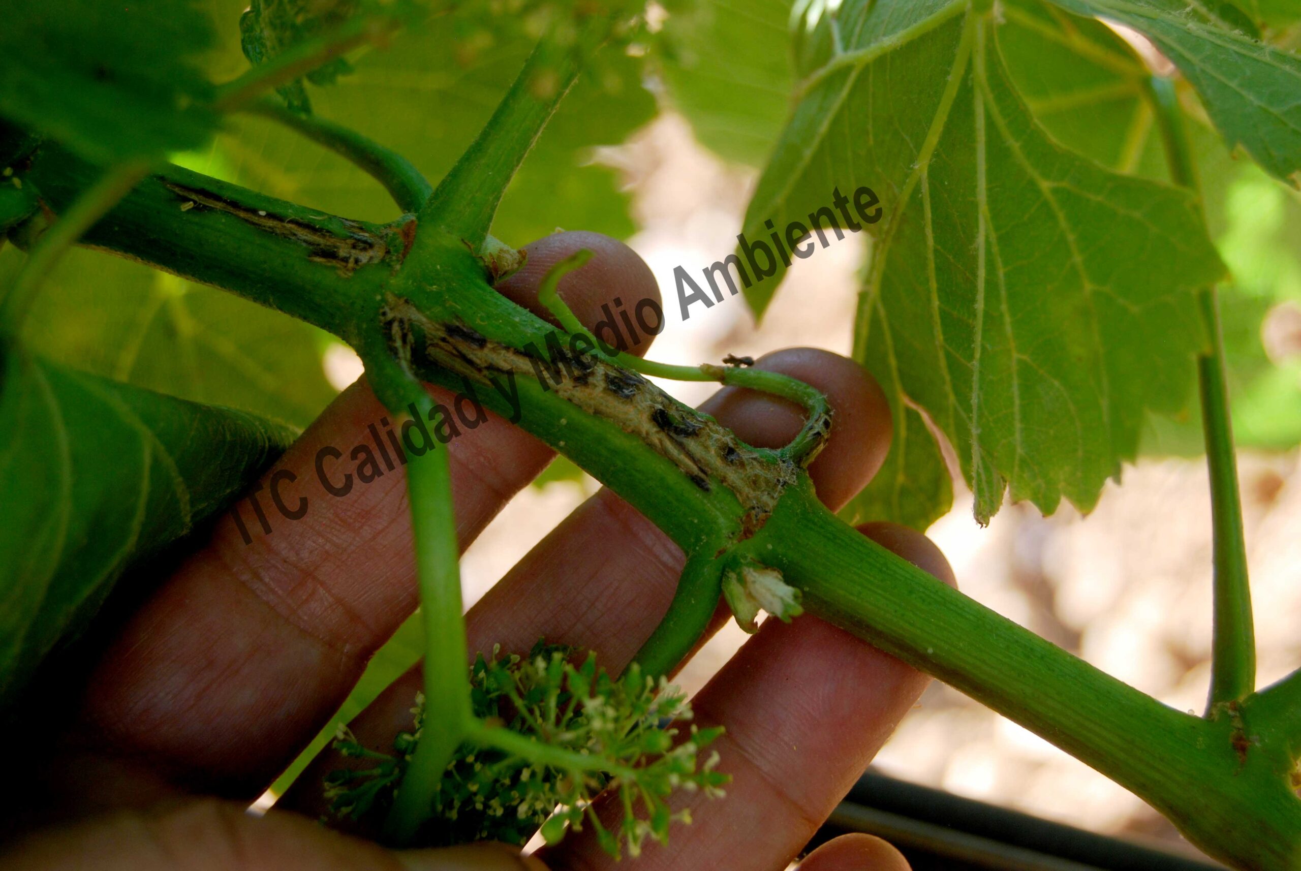 Uso de 2 Tratamientos eficaces contra la Excoriosis 31 Excoriosis de final de primavera en parcela de vid. Variedad Tempranillo D.O. Ribera del Duero.