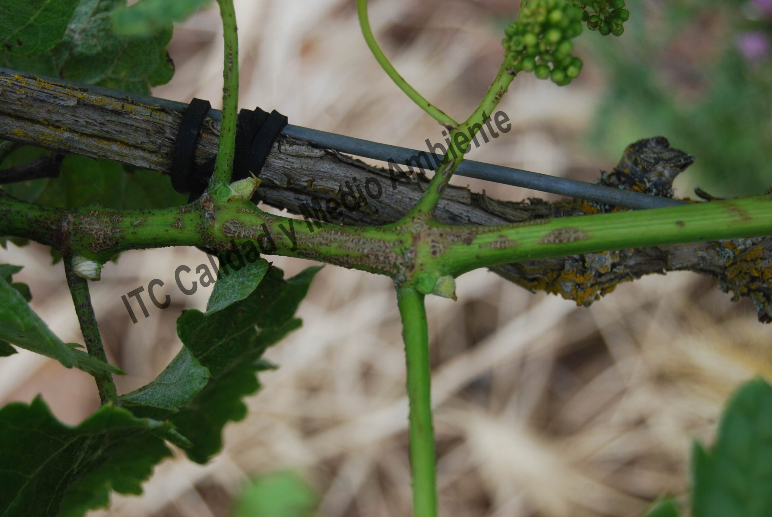 Uso de 2 Tratamientos eficaces contra la Excoriosis 33 Excoriosis de final de primavera en parcela de vid. Variedad Verdejo D.O. Rueda.