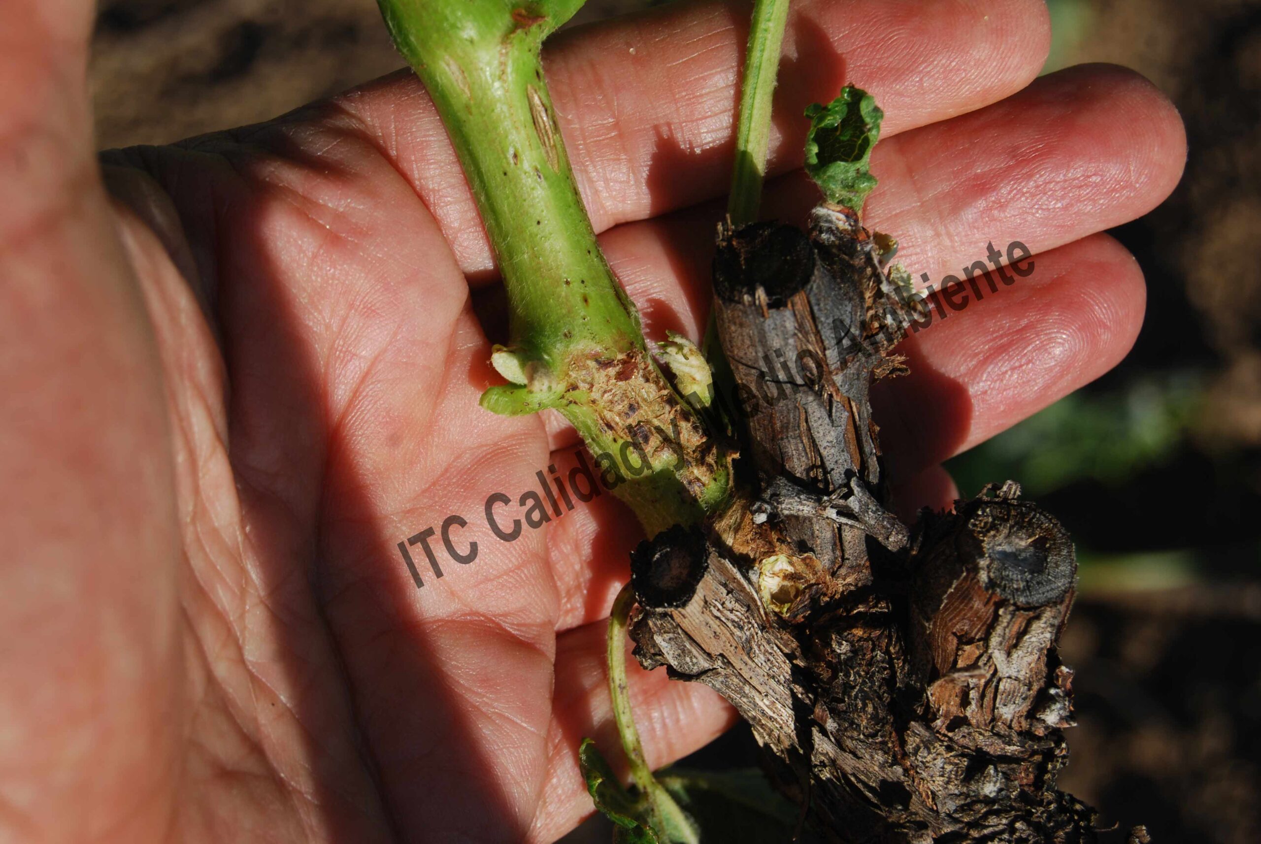 Uso de 2 Tratamientos eficaces contra la Excoriosis 32 Excoriosis de final de primavera en parcela de vid. Variedad Verdejo D.O. Rueda.