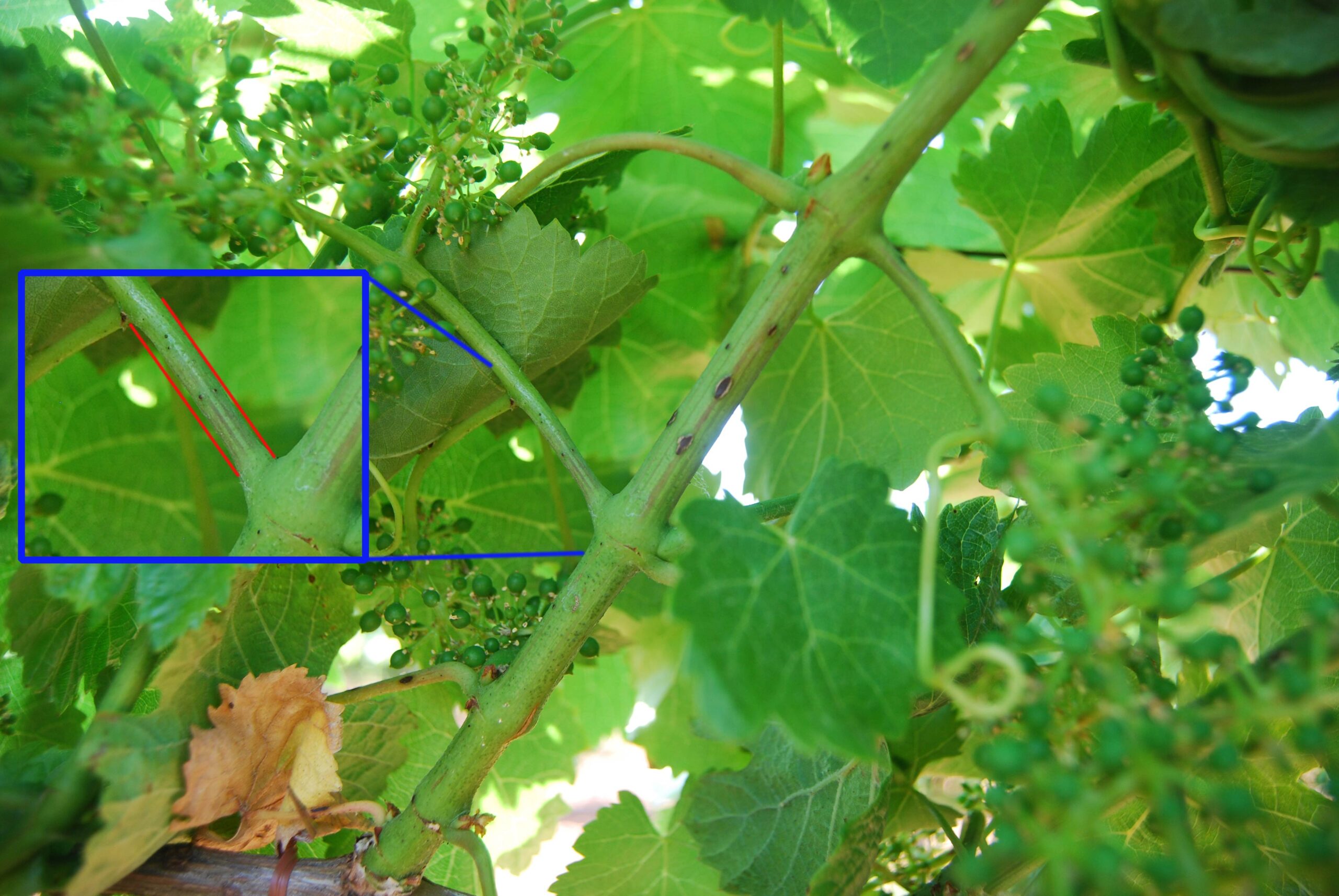 Uso de 2 Tratamientos eficaces contra la Excoriosis 29 Deshidratado del peciolo del racimo provocado por excoriosis de final de primavera en parcela de vid. Variedad Tempranillo D.O. Ribera del Duero.