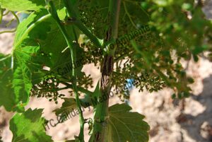 Resultado de los antiguos tratamientos compuestos por secantes y aminoácidos en parcela de vid afectada por granizo. Variedad Verdejo D.O. Rueda.