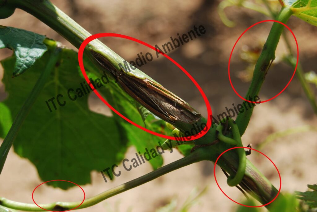 Tratamiento cicatrizante del granizo 122 Resultado de los antiguos tratamientos compuestos por secantes y aminoácidos en parcela de vid afectada por granizo. Variedad Verdejo D.O. Rueda.