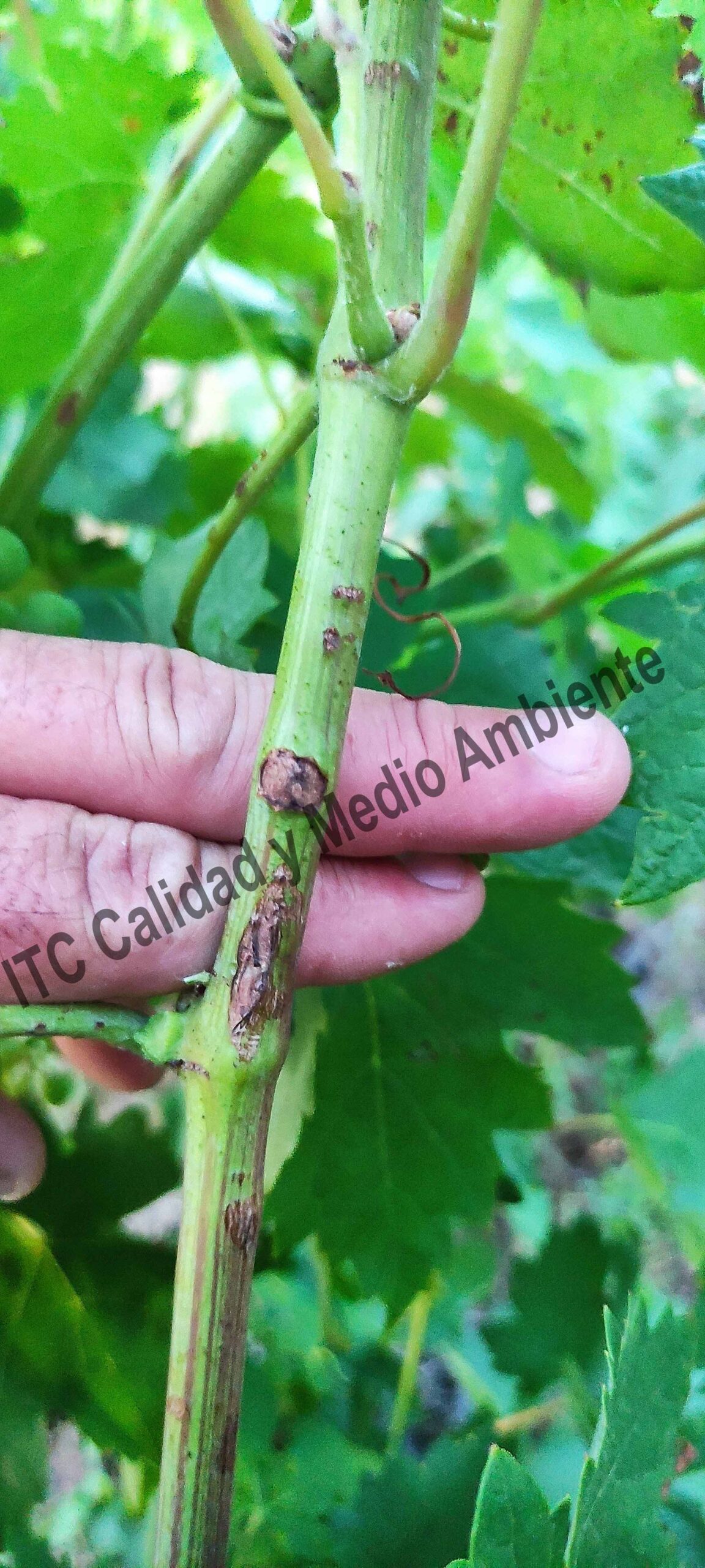 Tratamiento cicatrizante del granizo 121 Parcela afectada por granizo entre cuajado (estado J) y tamaño guisante (estado K) tratada con esta metodología. Obsérvese que trascurridos 7 días desde la primera aplicación las heridas se cubren por una cicatriz. Variedad Tinta aragonesa D.O. Ribera del Duero.